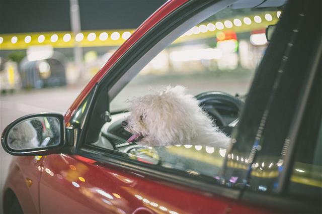 Dog In A Car Looking Out