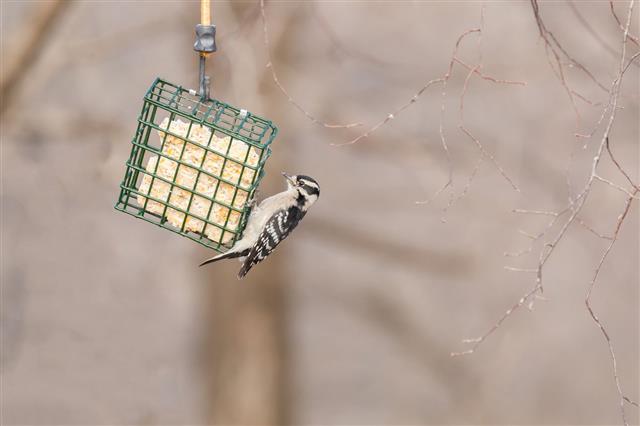 Female Hairy Woodpecker Feeding