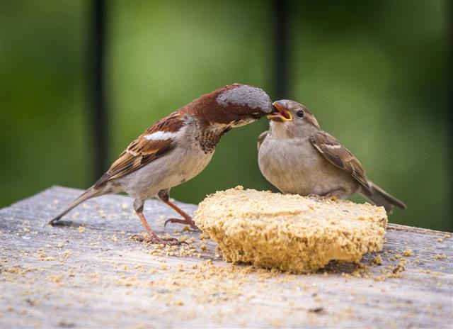 Sparrow Feeding A Fledgling Bird