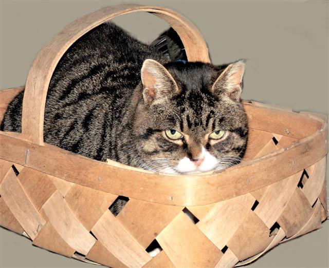 Cat With Its Own Carrying Case