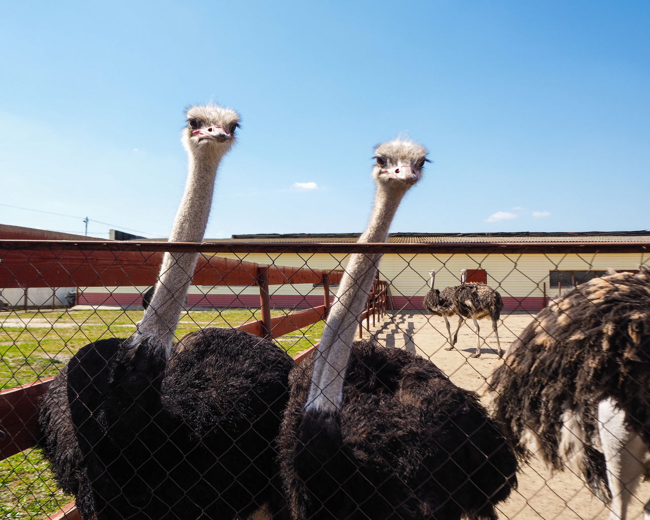 Types of Ostriches