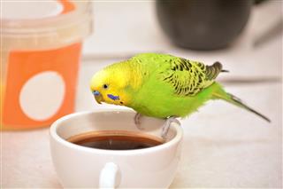 Budgie On A Coffee Cup