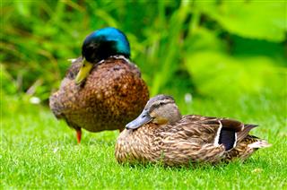 Domestic Duck On A Green Plants