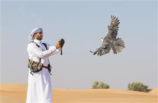 Falconer Is Training Peregrine Falcon