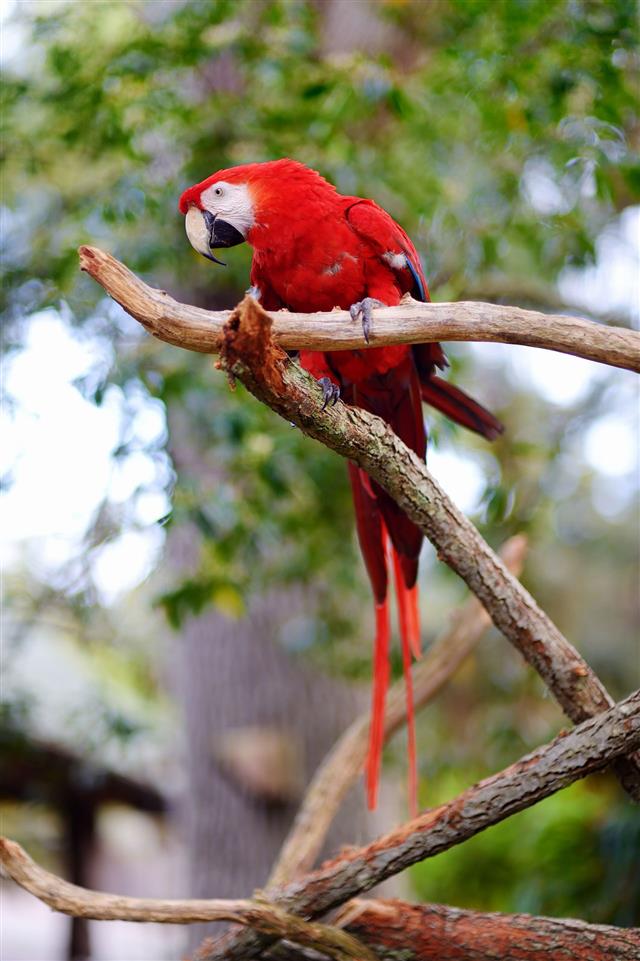 Red Macaw Parrot On A Branch