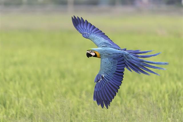 Parrot Flying In Rice Field