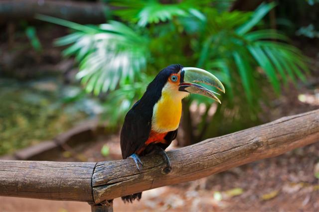 Toucan In The South American