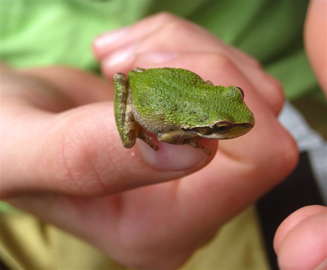 Boy Holding A Green Tree Frog