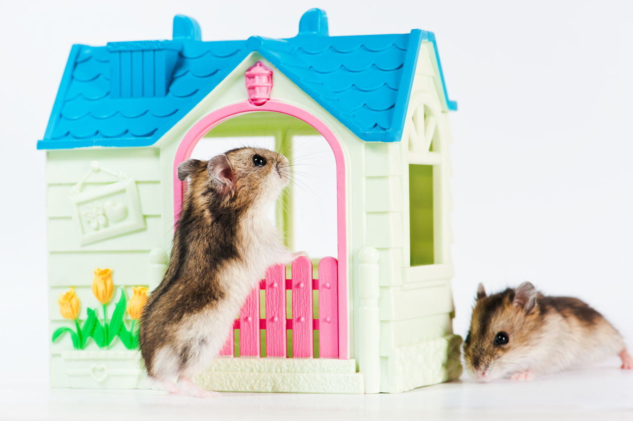 hamsters in a house names