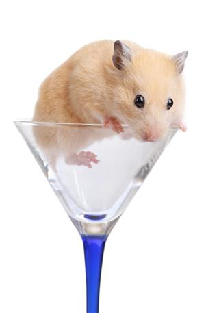 Hamster In Glass