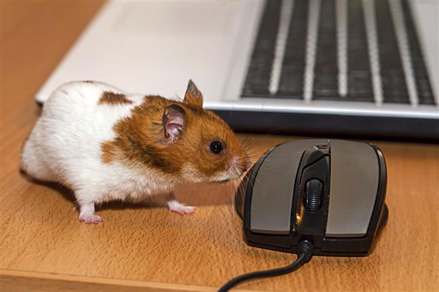 Hamster And Pc Mouse