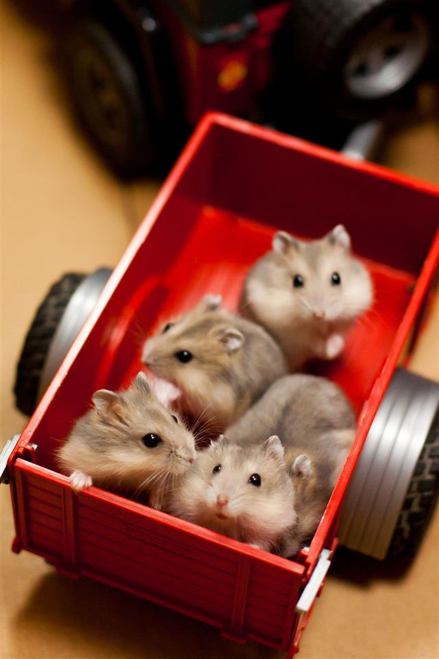 Hamsters In A Trailer Toy