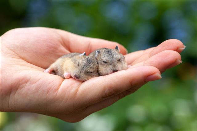 Hamster Pups On Palm