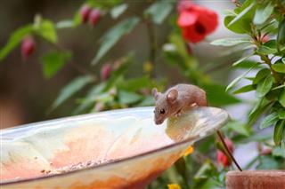 Cute Mouse On Garden Plate