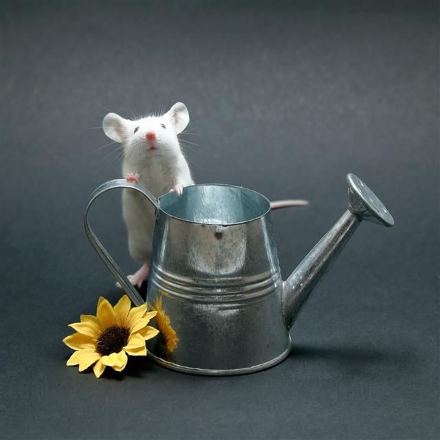 The Mouse And Watering Can