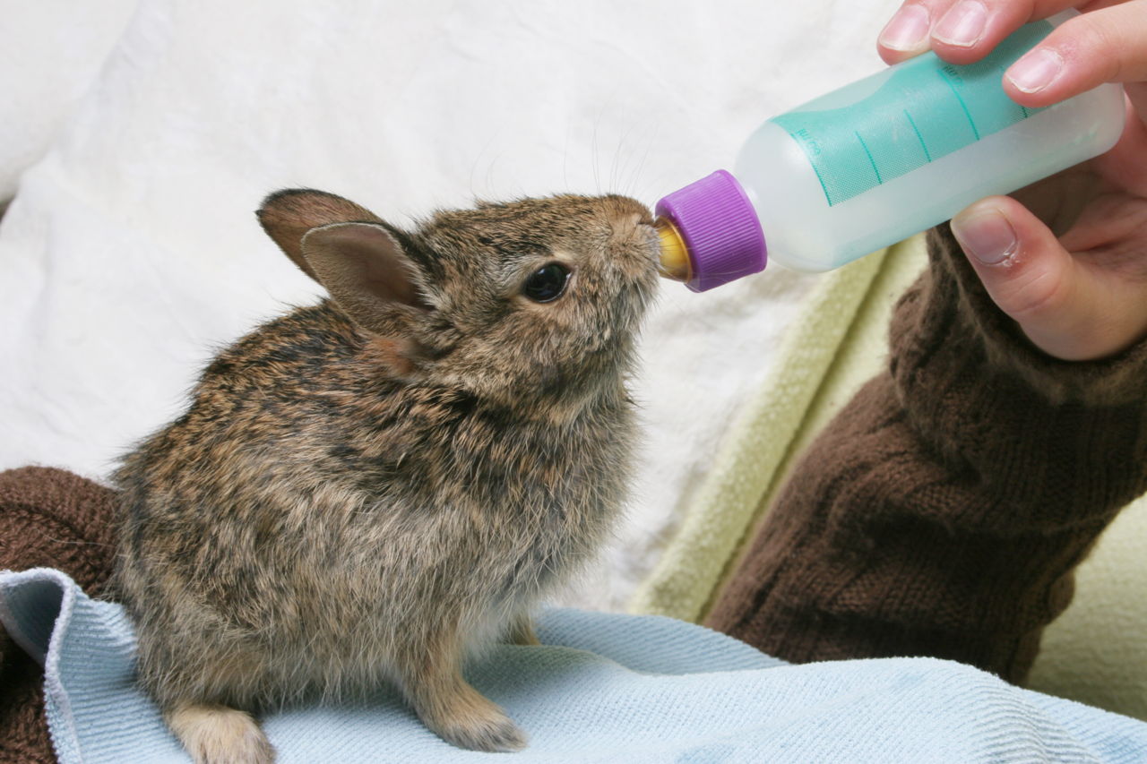 Feeding Baby Rabbits is Not All That 