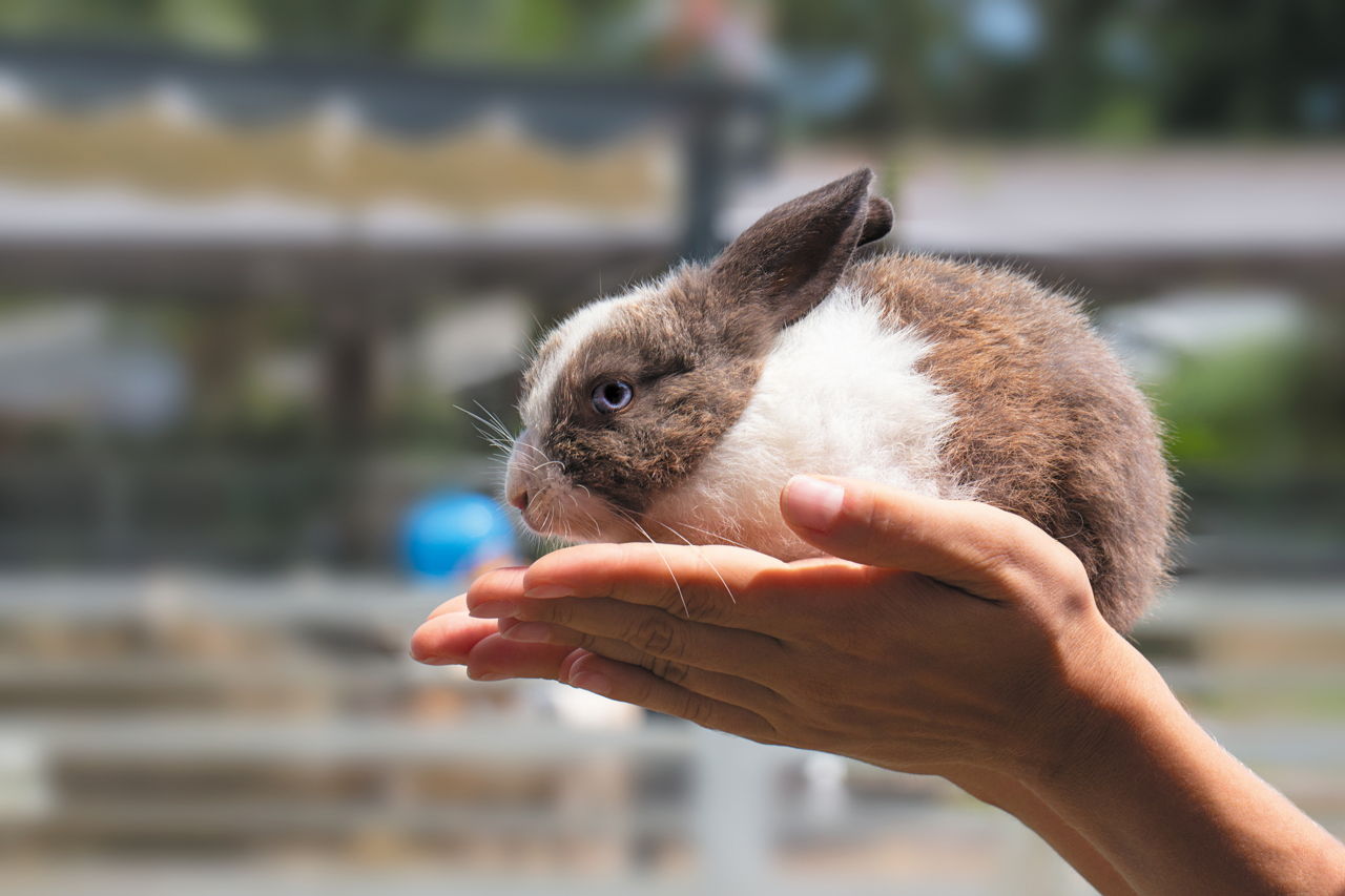 dwarf rabbit care