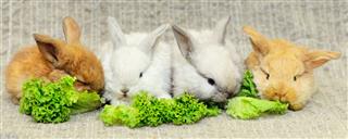 Four Newborn Rabbits