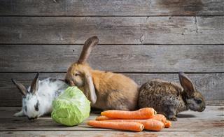 Funny Rabbits With Vegetables