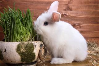 Fluffy White Little Rabbit