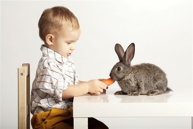 Boy Feeding Rabbit With Carrot