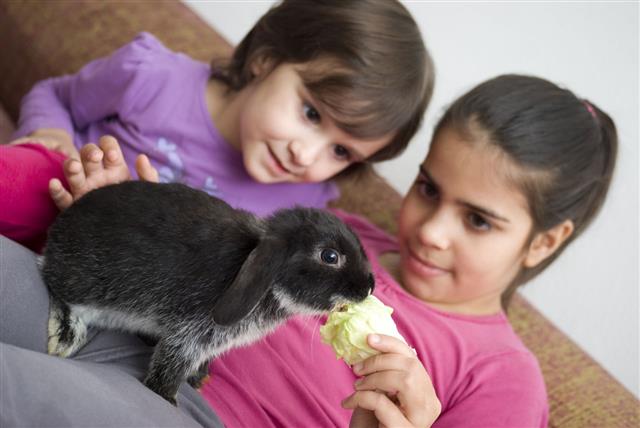 Girls Playing With Pet Rabbit
