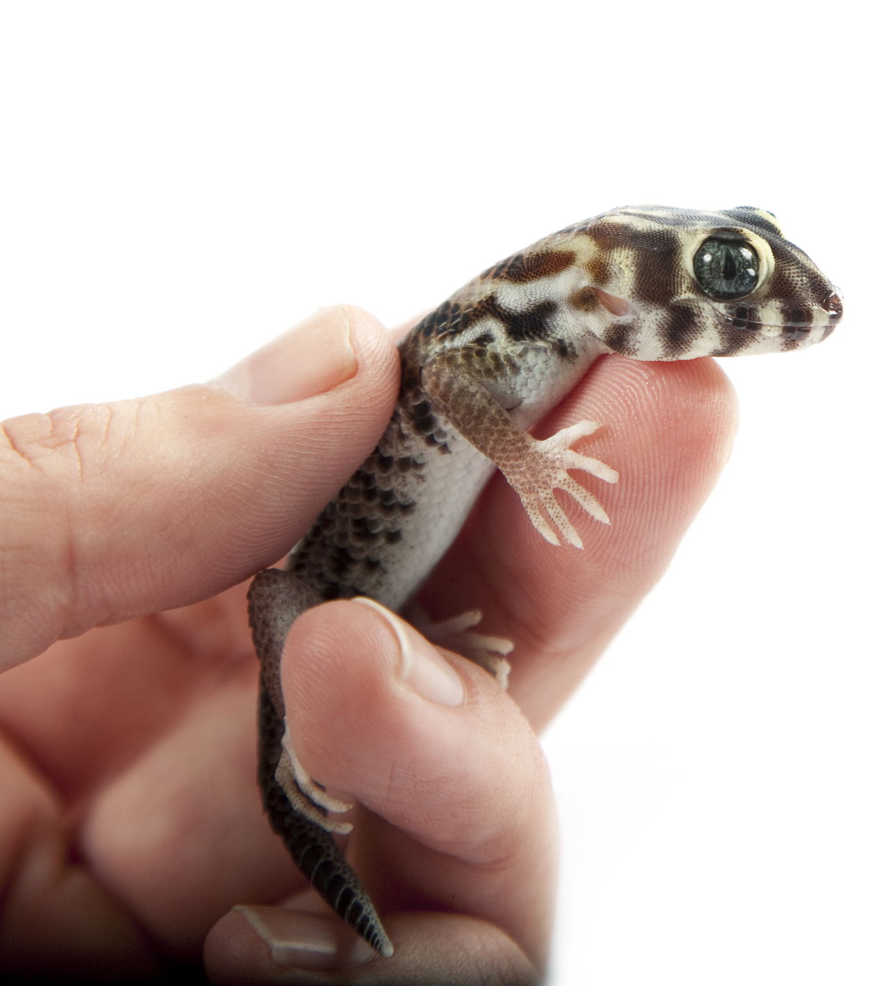 geckos that stay small