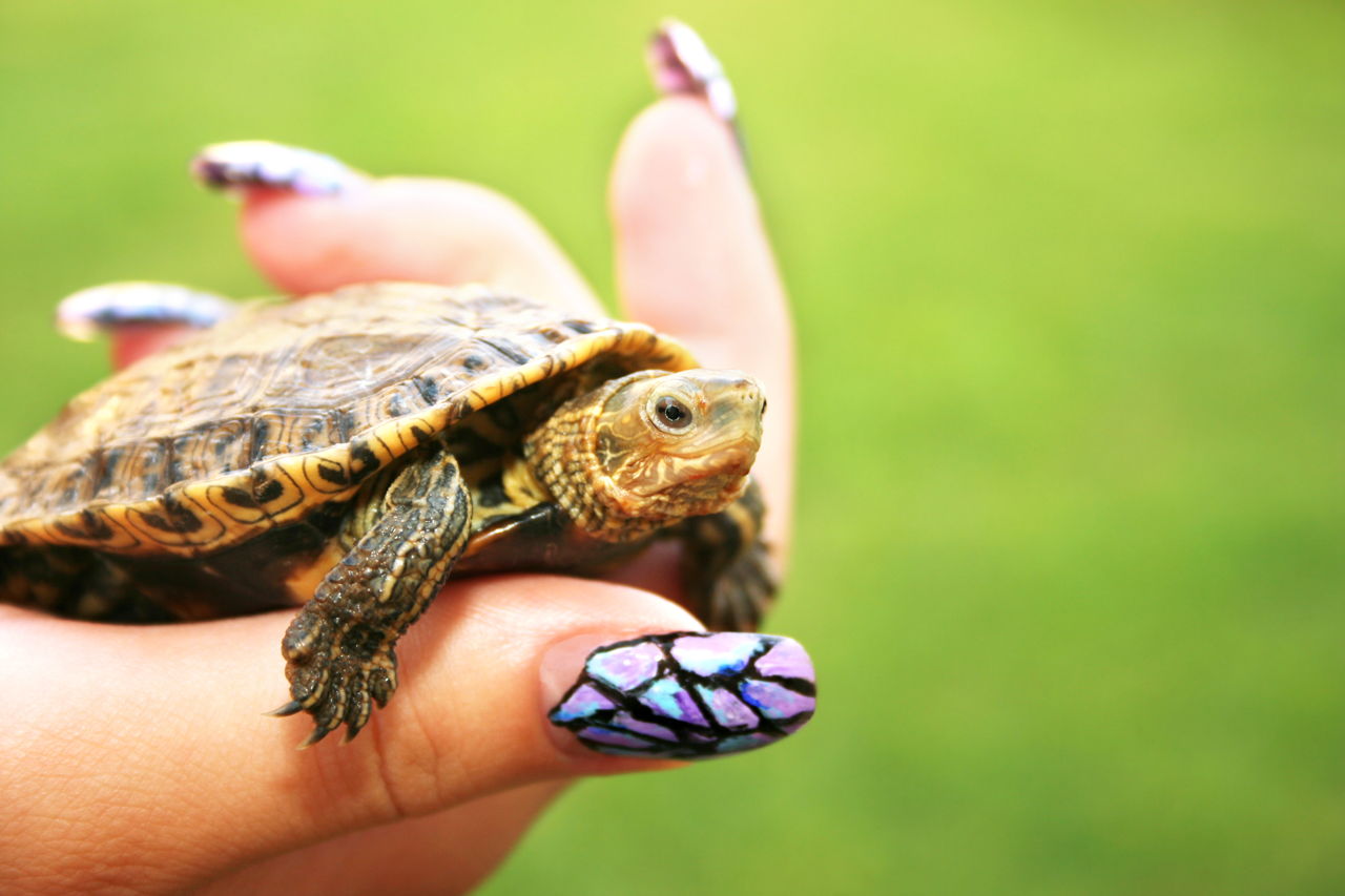 smallest turtle to have as a pet