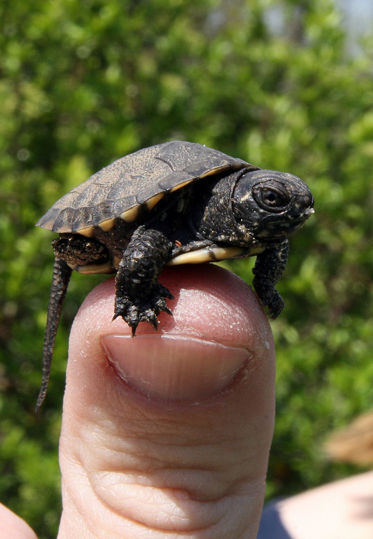 best small turtles for pets