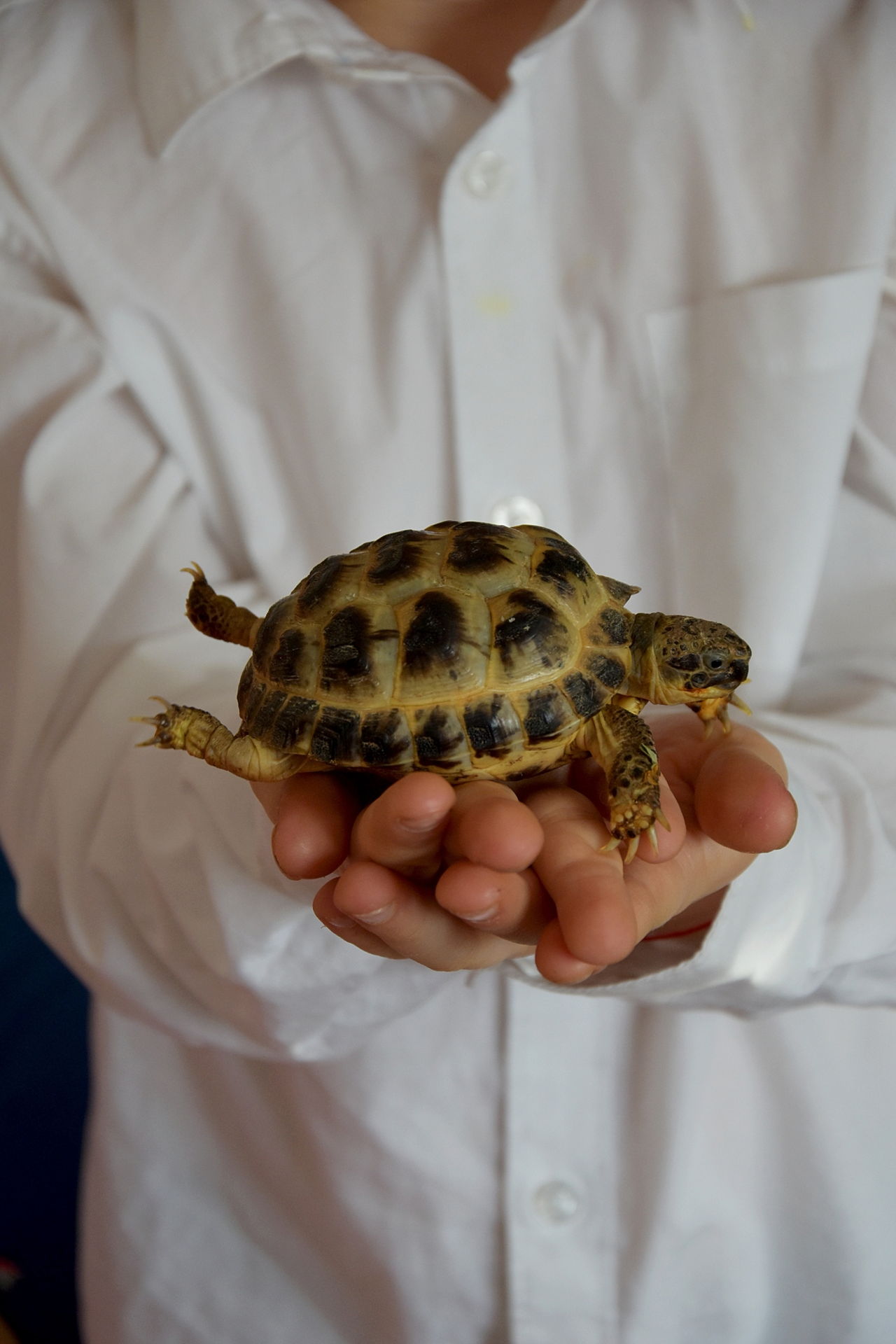 40 Best Photos Best Pet Tortoise That Stay Small : Best Reptile Pet for Kids and Small Children | Reptile ...