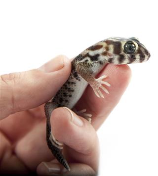 Pet Gecko