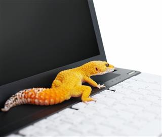Leopard Gecko Placed On Laptop