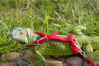 Green Iguana On A Leash