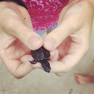 Childs Holding Baby Turtle