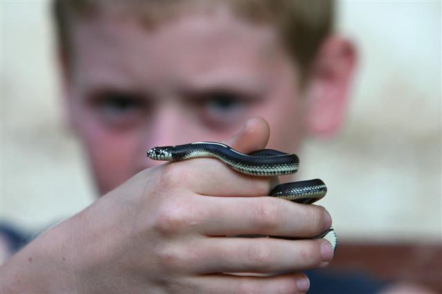 Boy Holding King Snake