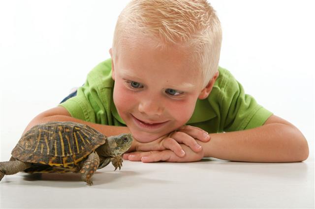 Boy Watching Turtle