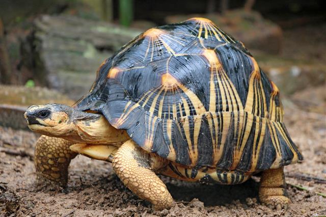 Radiated Tortoise From South Madagascar
