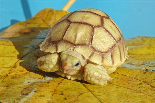 Cute Portrait Of Baby Tortoise