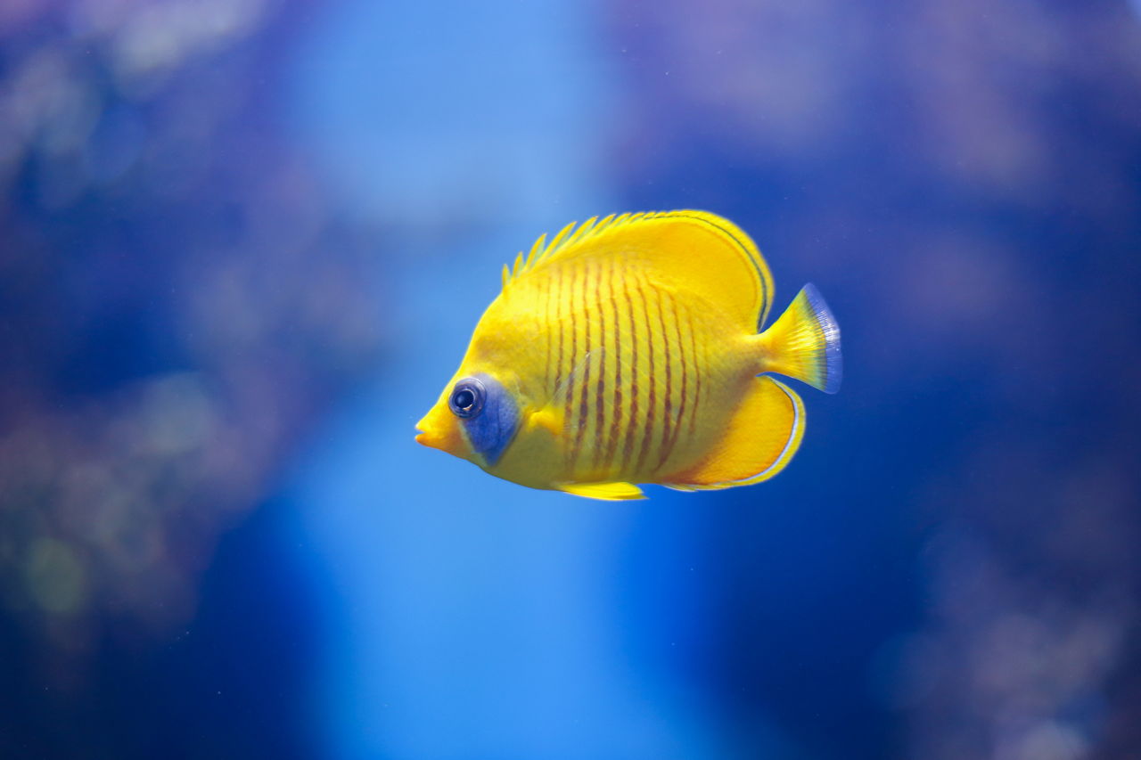 Cute and Funny Names for Your Pet Fish That Will Crack You ...