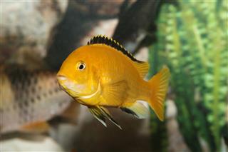 Bright Yellow African Cichlid In Tank