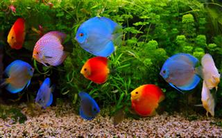 Discus Multi Colored Cichlids In Aquarium