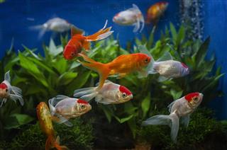 Goldfish In An Aquarium