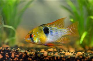 Colorful South American Ramirezi Fish