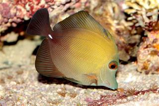 Brown Tang Marine Tropical Fish