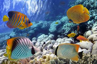 Tropical Fish And Hard Corals