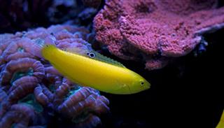 Yellow Wrasse In Marine Aquarium