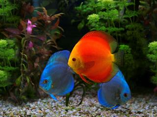 Discus Multi Colored Cichlid In Aquarium