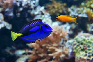 Blue Tang And Dottyback