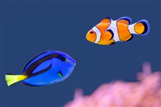 Palette Surgeonfish And Clown Fish