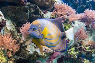 Colorful Tropical Jungle Fish